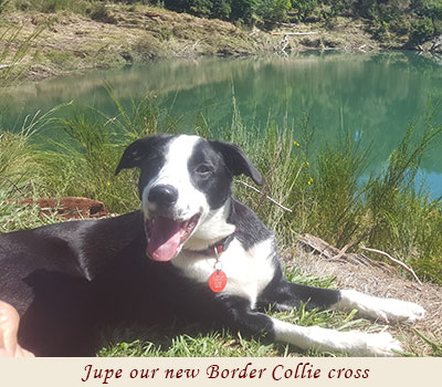  Jupe our new Border Collie cross